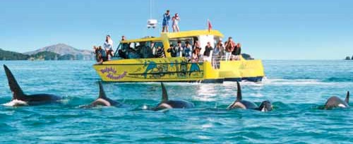 Swim with then dolphins